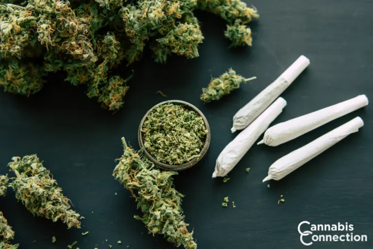 Cannabis Connection Blog Black Friday–Cyber Monday Cannabis Deals Near You