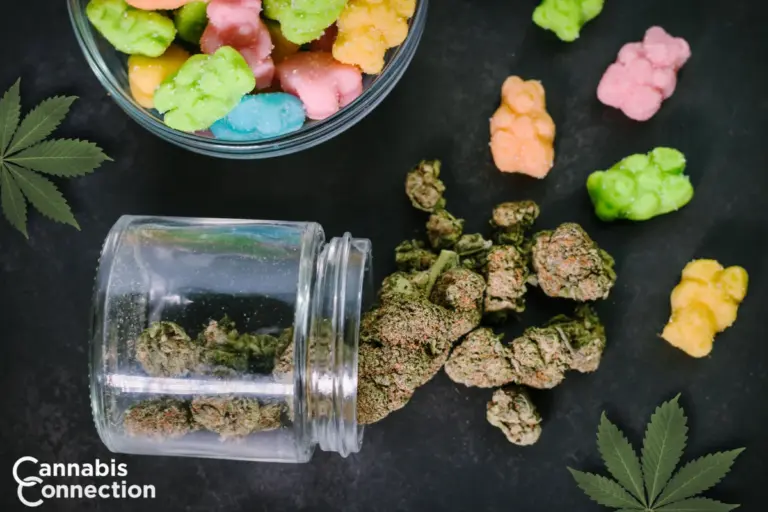 Cannabis Connection Blog Thanksgiving Weekend Cannabis Guide: Unwind & Celebrate